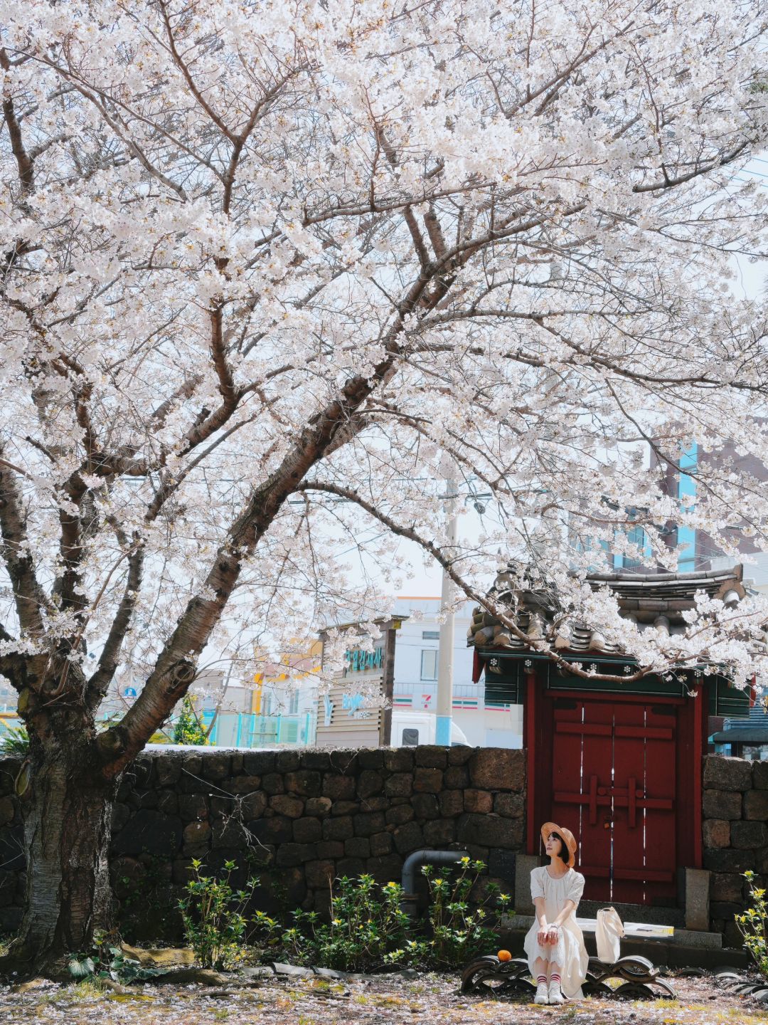 Busan/Jeju-Enjoy the cherry blossoms in Jeju Island, and you will be pink girl style wherever you go