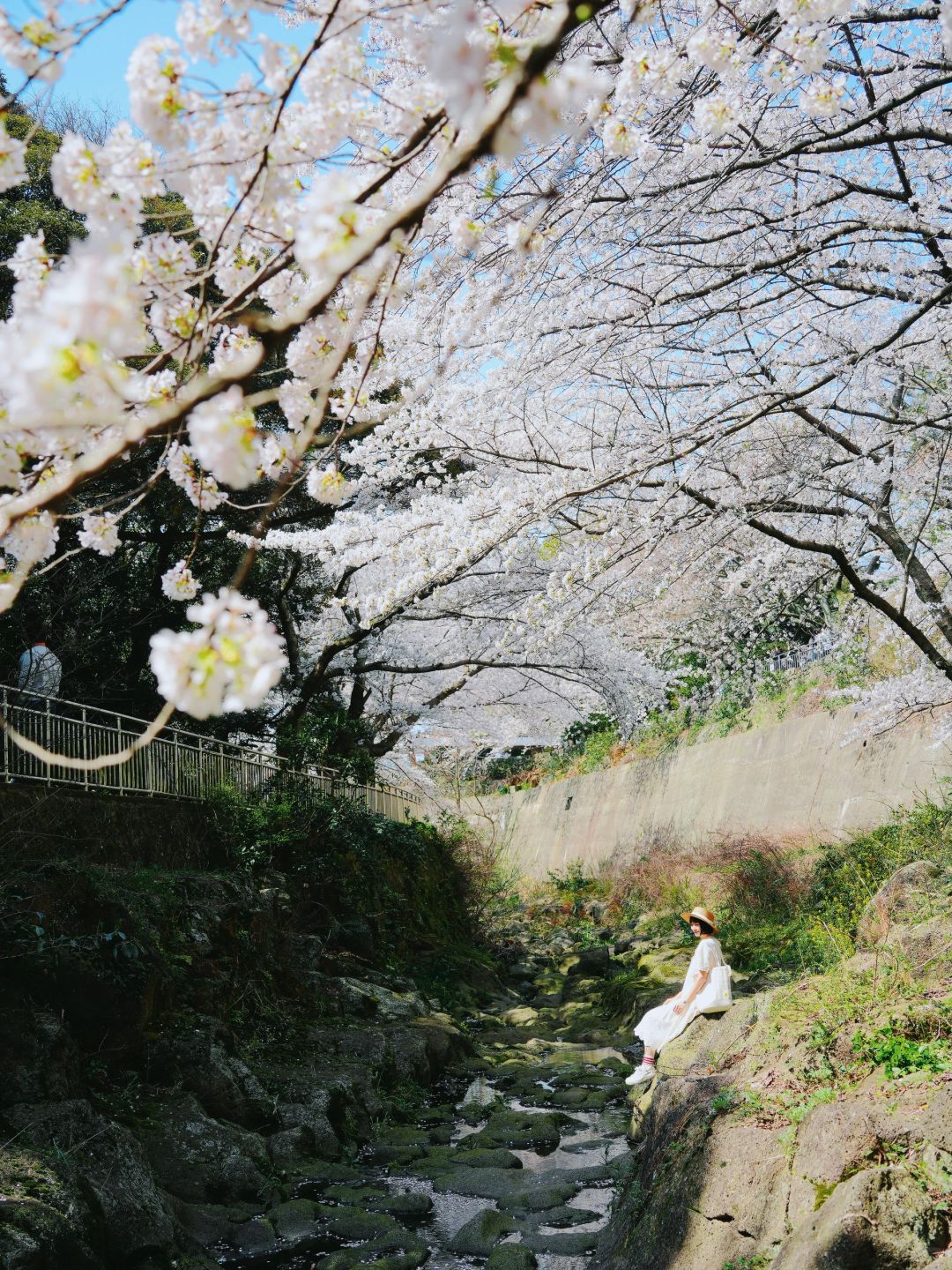 Busan/Jeju-Enjoy the cherry blossoms in Jeju Island, and you will be pink girl style wherever you go