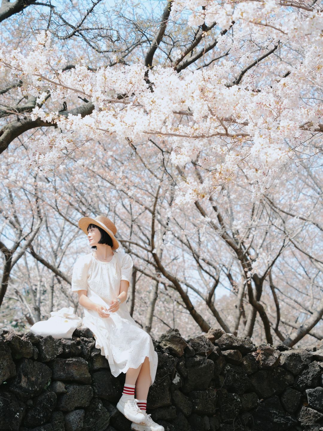 Busan/Jeju-Enjoy the cherry blossoms in Jeju Island, and you will be pink girl style wherever you go