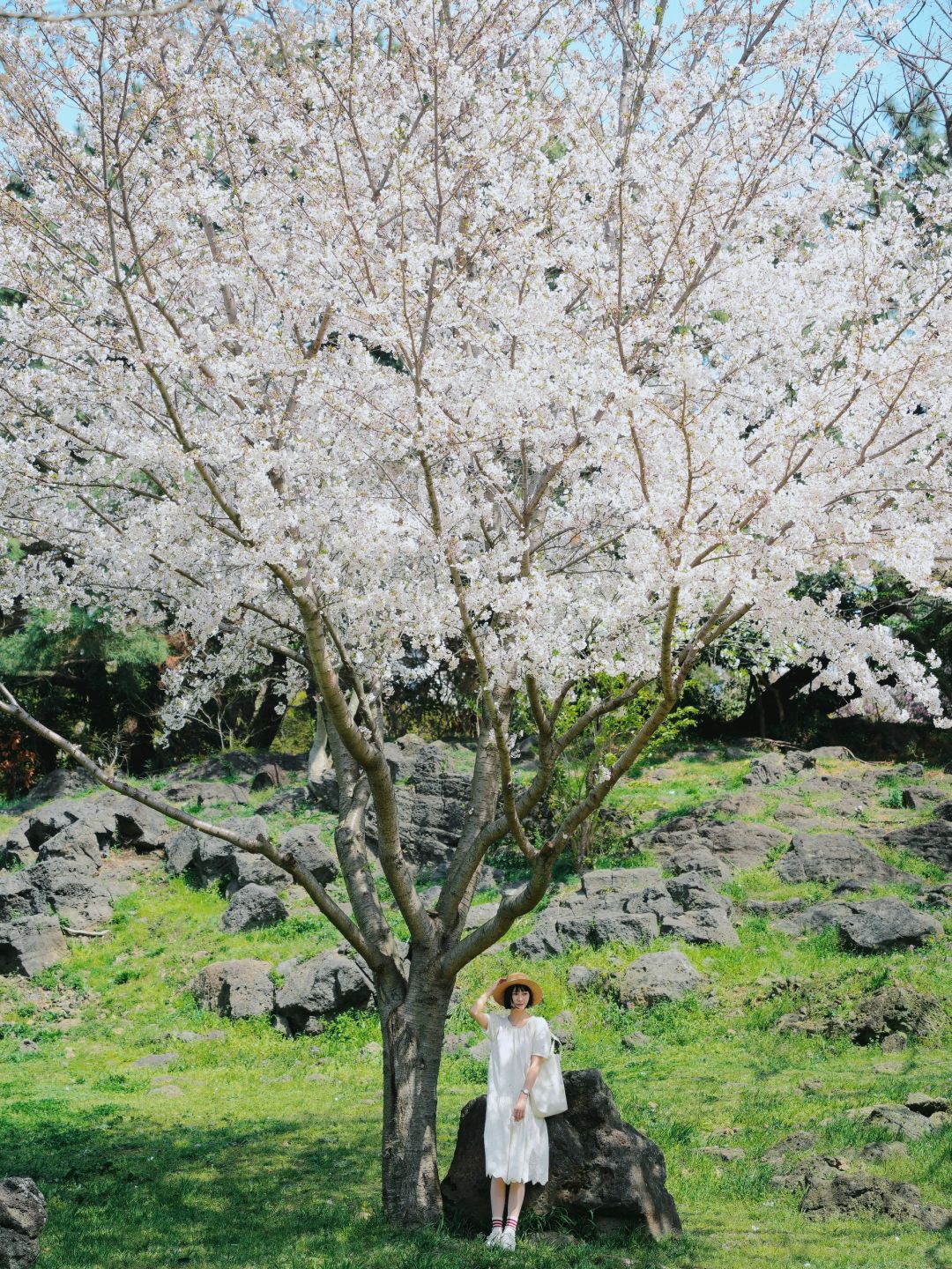 Busan/Jeju-Enjoy the cherry blossoms in Jeju Island, and you will be pink girl style wherever you go