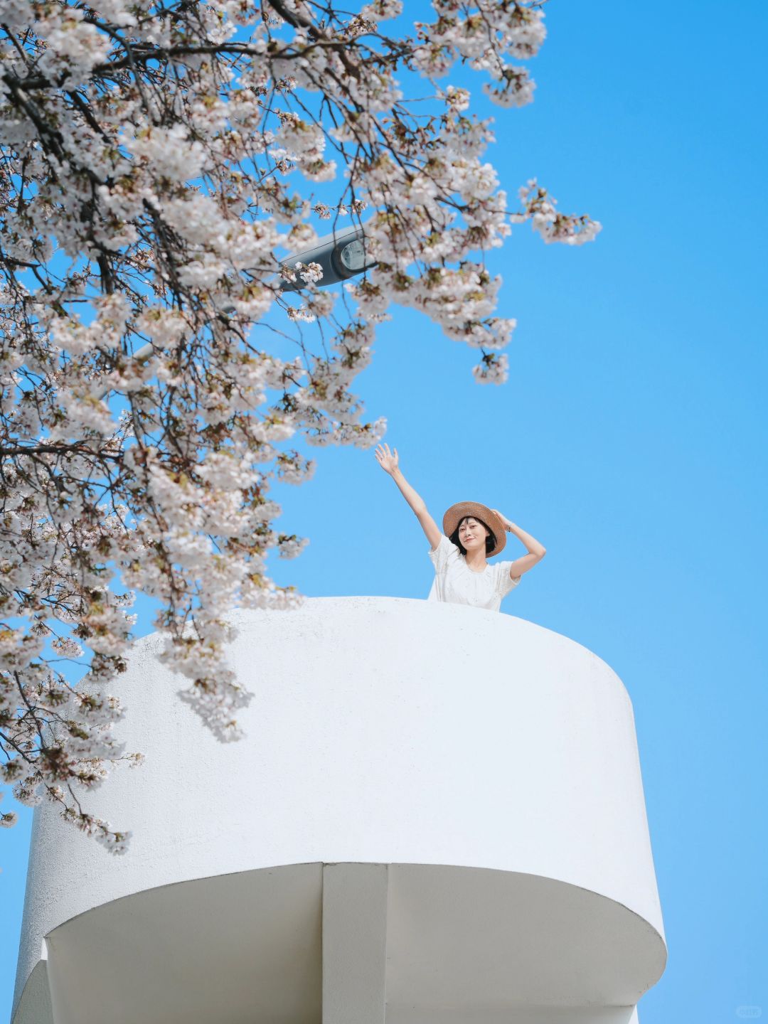 Busan/Jeju-Enjoy the cherry blossoms in Jeju Island, and you will be pink girl style wherever you go