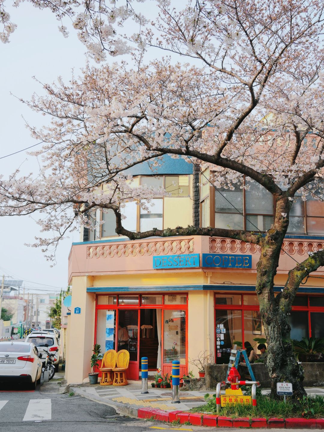 Busan/Jeju-Enjoy the cherry blossoms in Jeju Island, and you will be pink girl style wherever you go