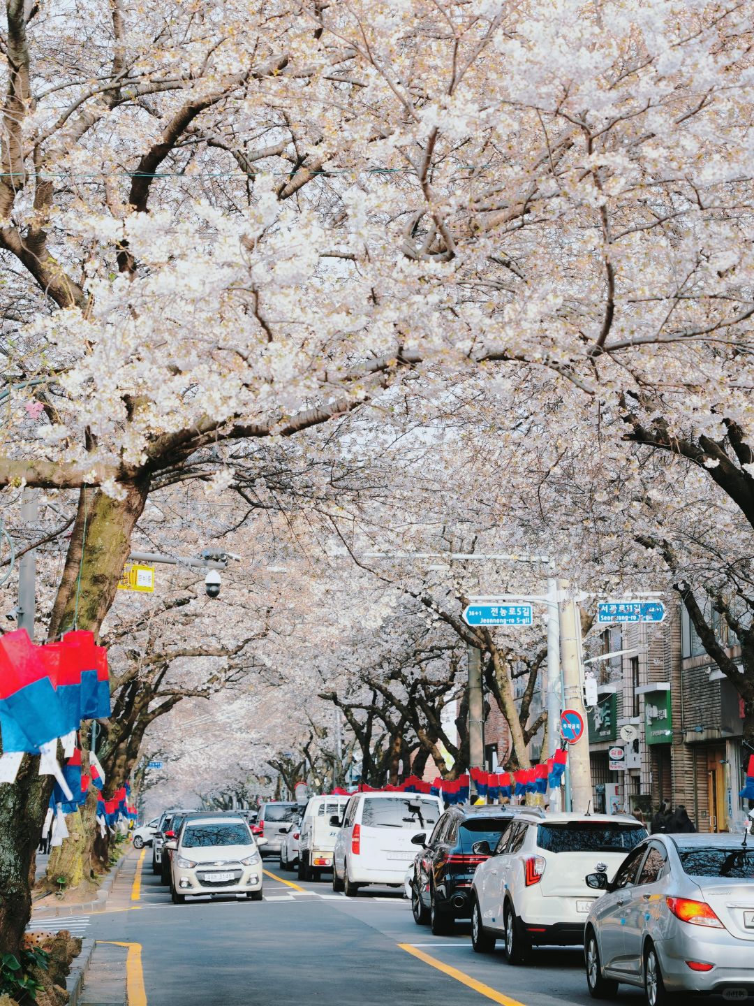 Busan/Jeju-Enjoy the cherry blossoms in Jeju Island, and you will be pink girl style wherever you go