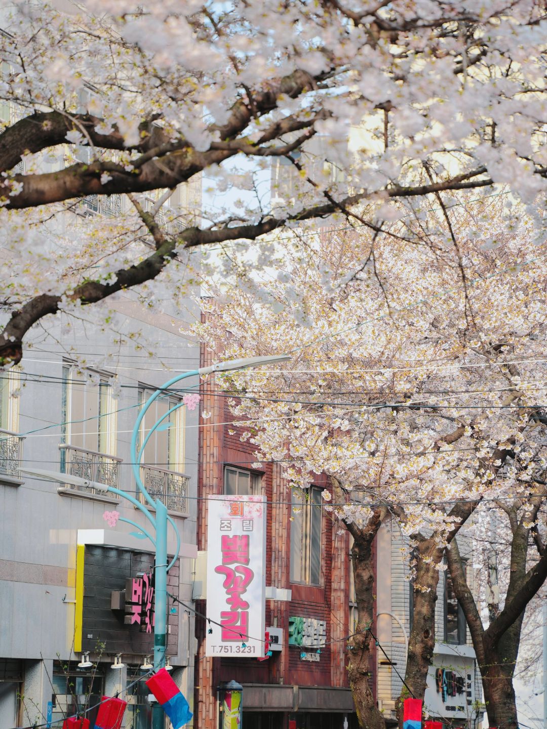 Busan/Jeju-Enjoy the cherry blossoms in Jeju Island, and you will be pink girl style wherever you go