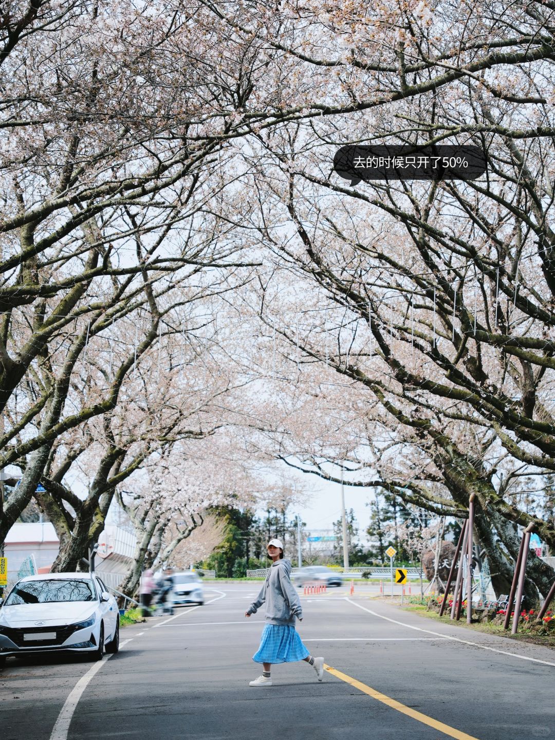 Busan/Jeju-Enjoy the cherry blossoms in Jeju Island, and you will be pink girl style wherever you go