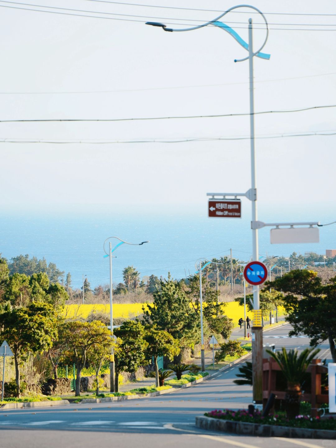 Busan/Jeju-Enjoy the cherry blossoms in Jeju Island, and you will be pink girl style wherever you go