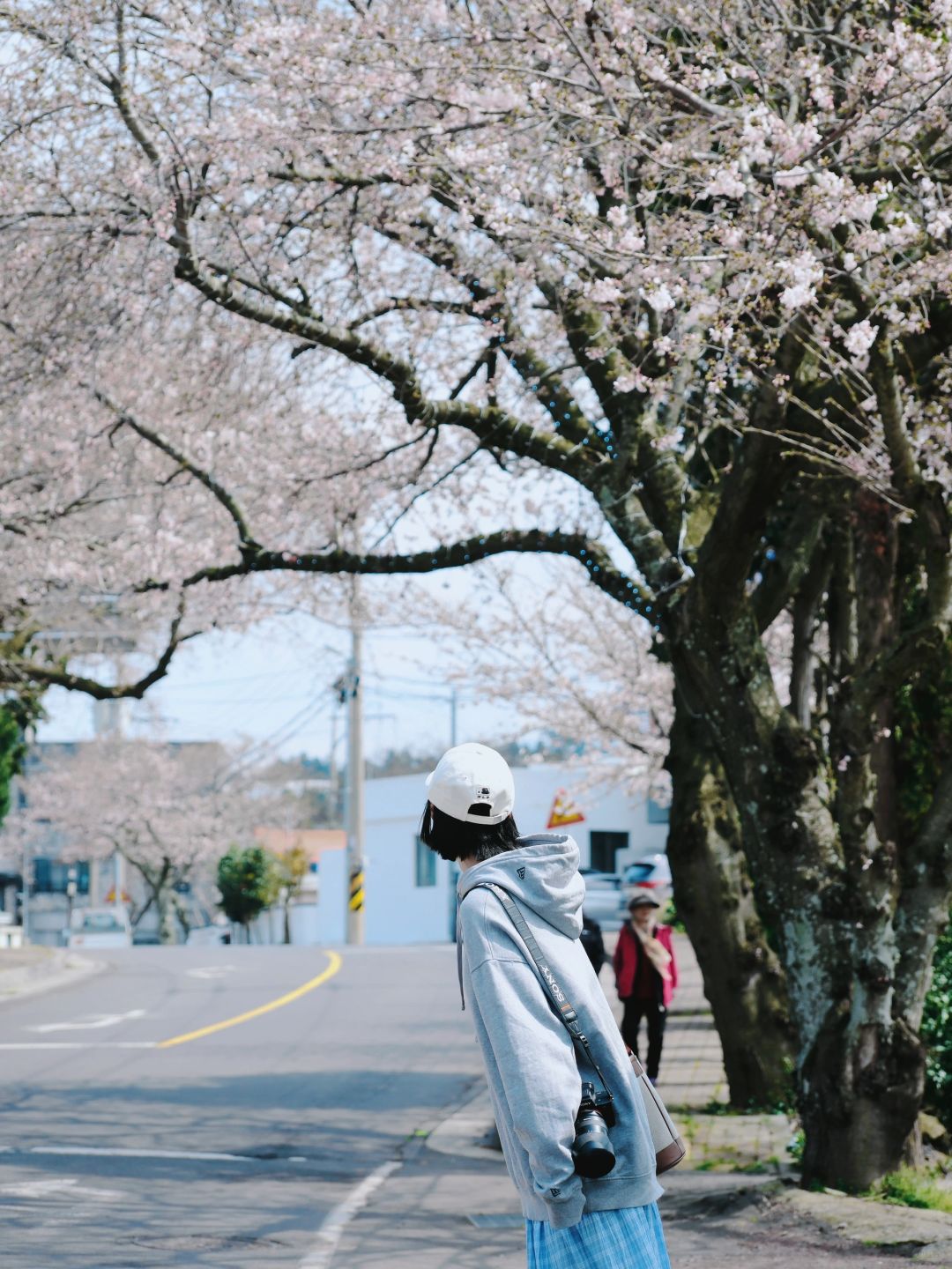 Busan/Jeju-Enjoy the cherry blossoms in Jeju Island, and you will be pink girl style wherever you go