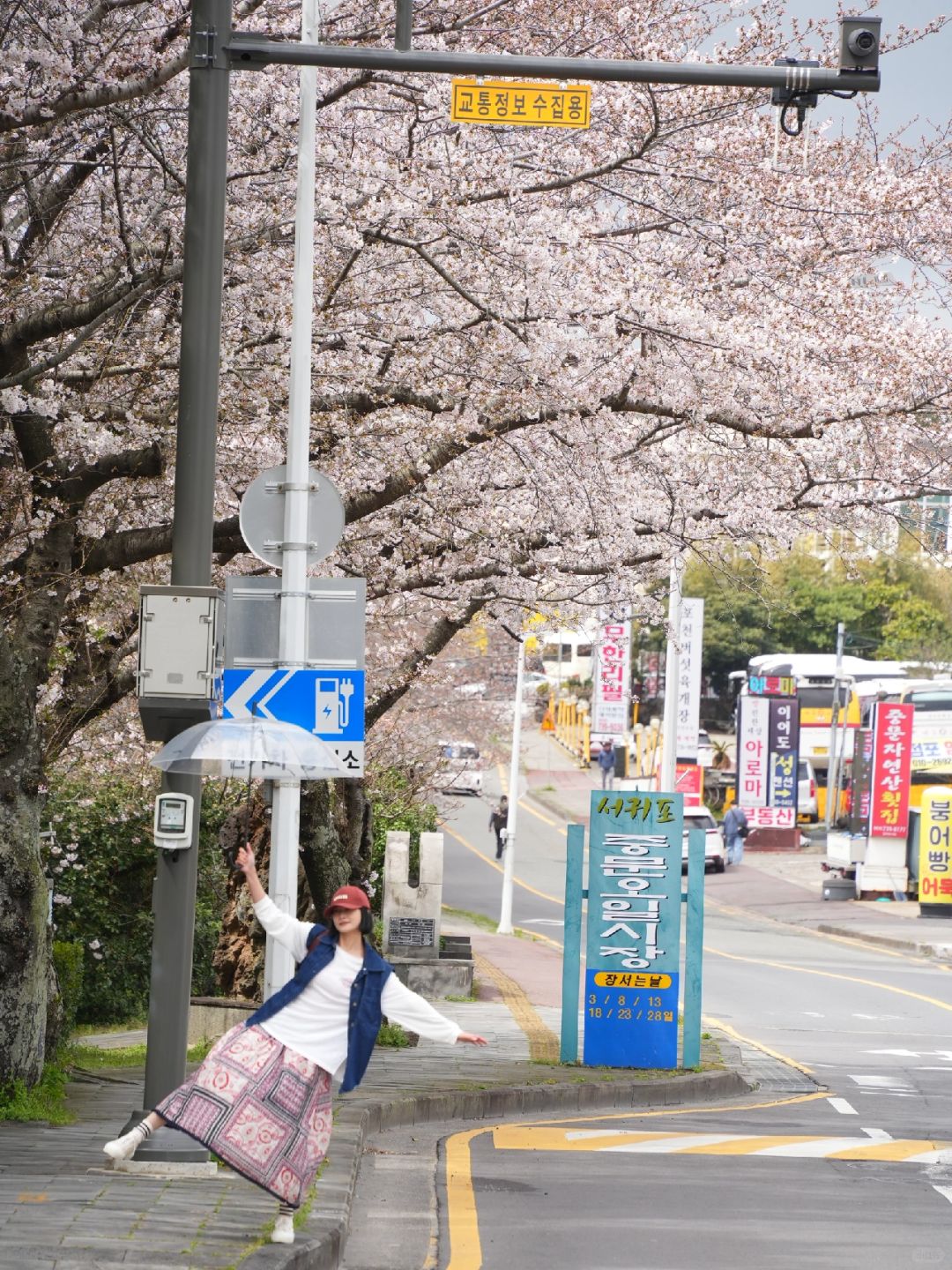 Busan/Jeju-Enjoy the cherry blossoms in Jeju Island, and you will be pink girl style wherever you go