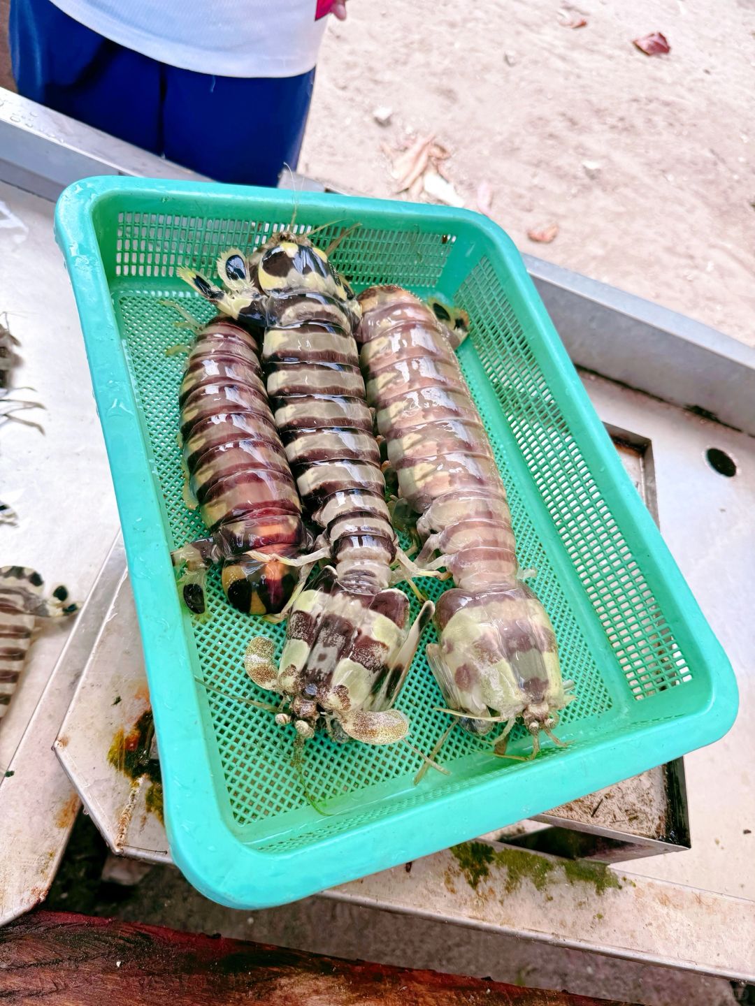 Cebu-Cebu Island Hopping Charter Boat Eating Mantis Shrimp Snorkeling/Eating Durian in the Market