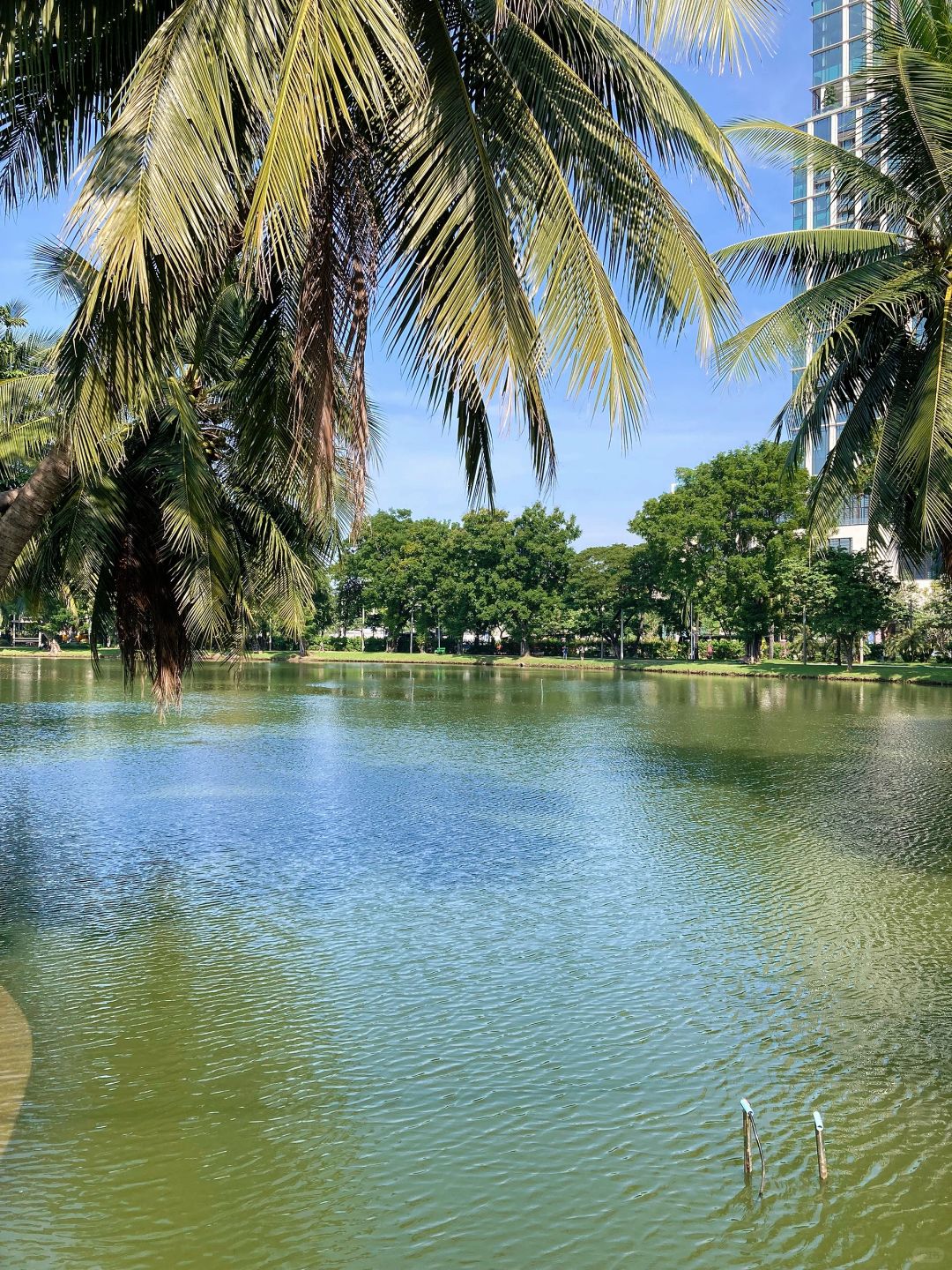 Bangkok-Lumpini Park in Bangkok, a model of harmony between people, nature and the city