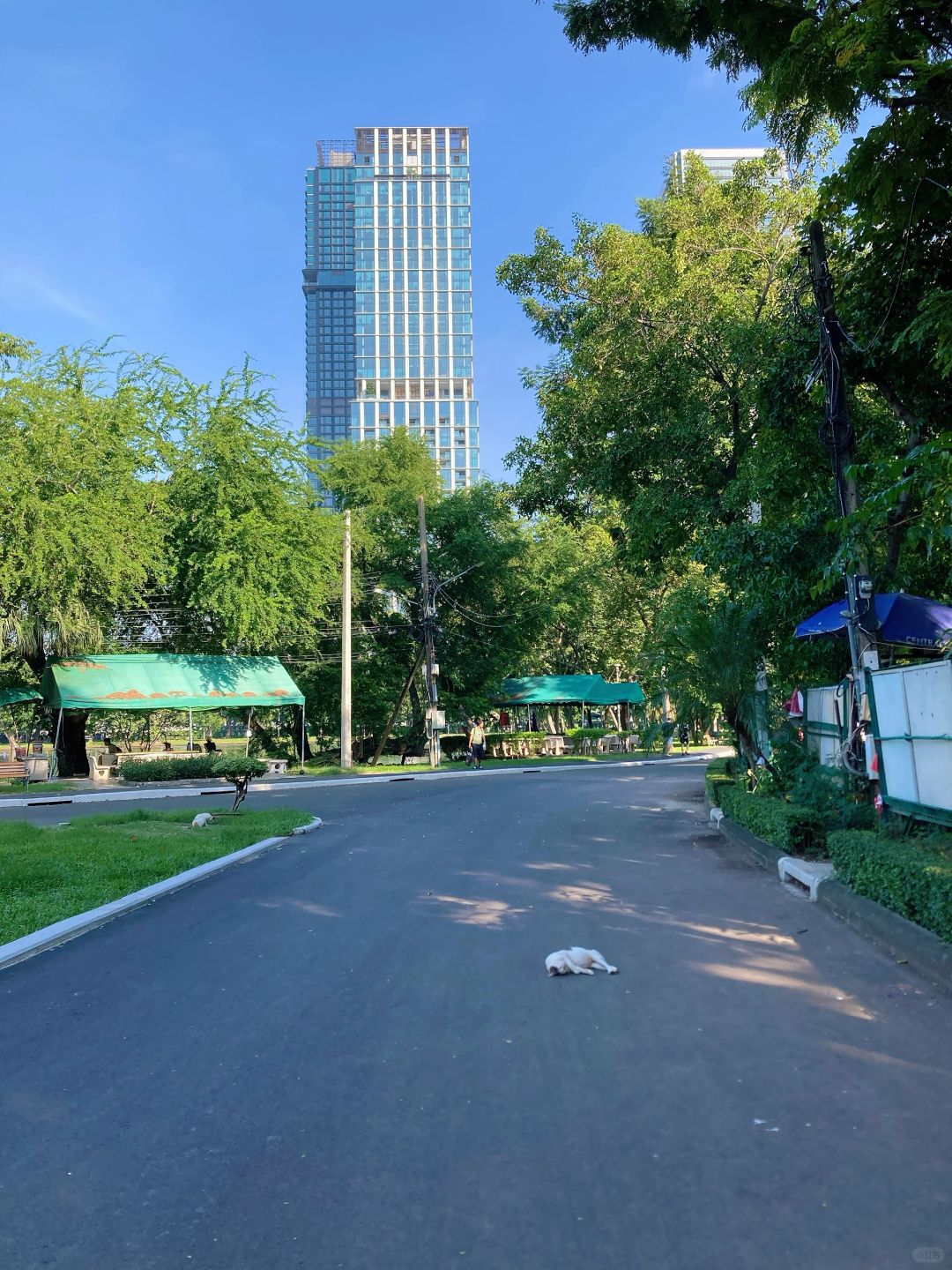 Bangkok-Lumpini Park in Bangkok, a model of harmony between people, nature and the city