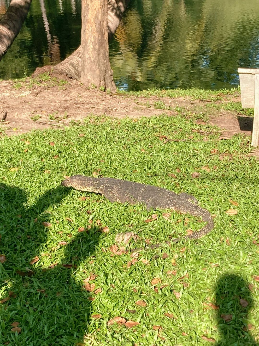 Bangkok-Lumpini Park in Bangkok, a model of harmony between people, nature and the city