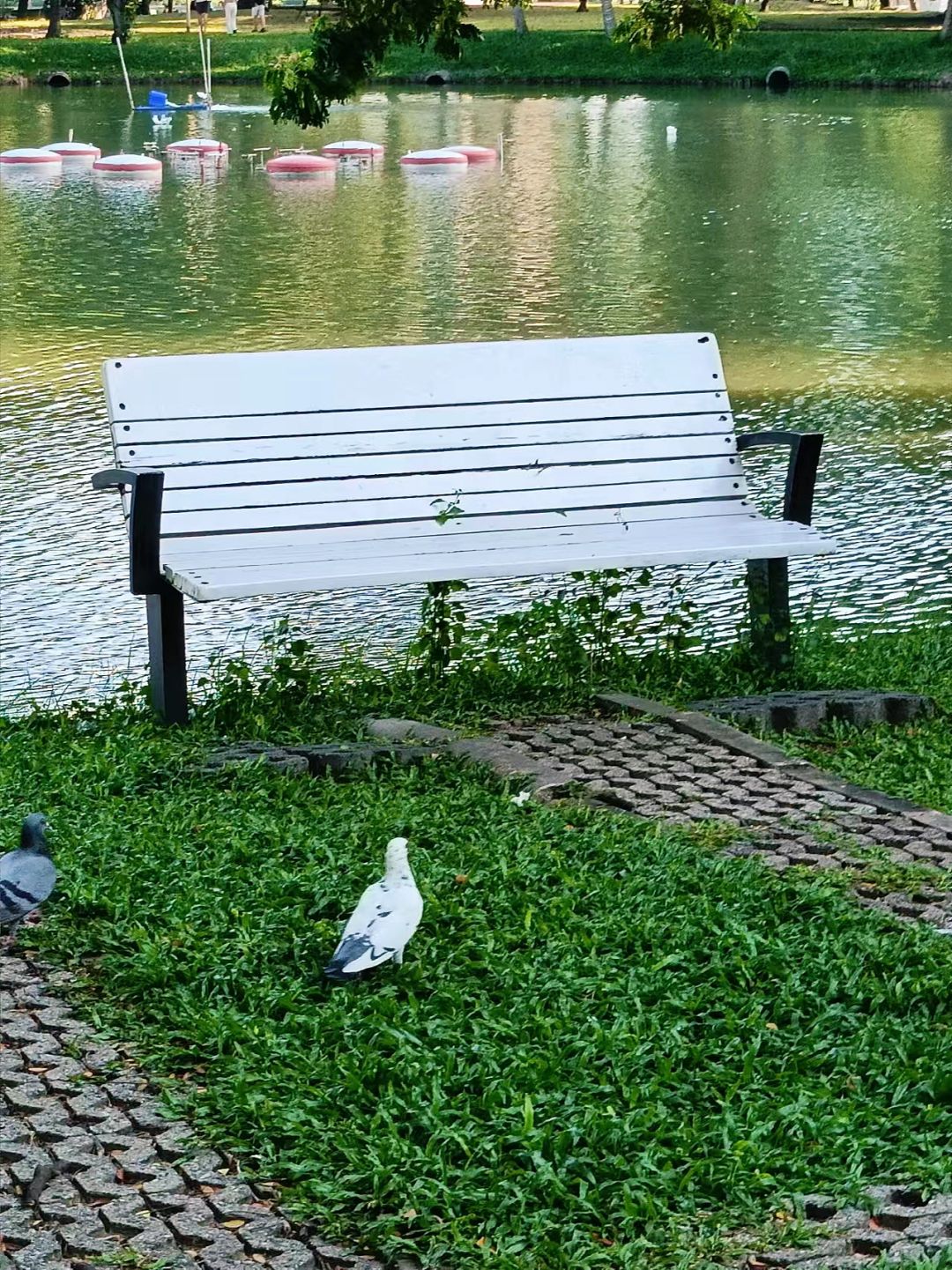 Bangkok-Lumpini Park in Bangkok, a model of harmony between people, nature and the city