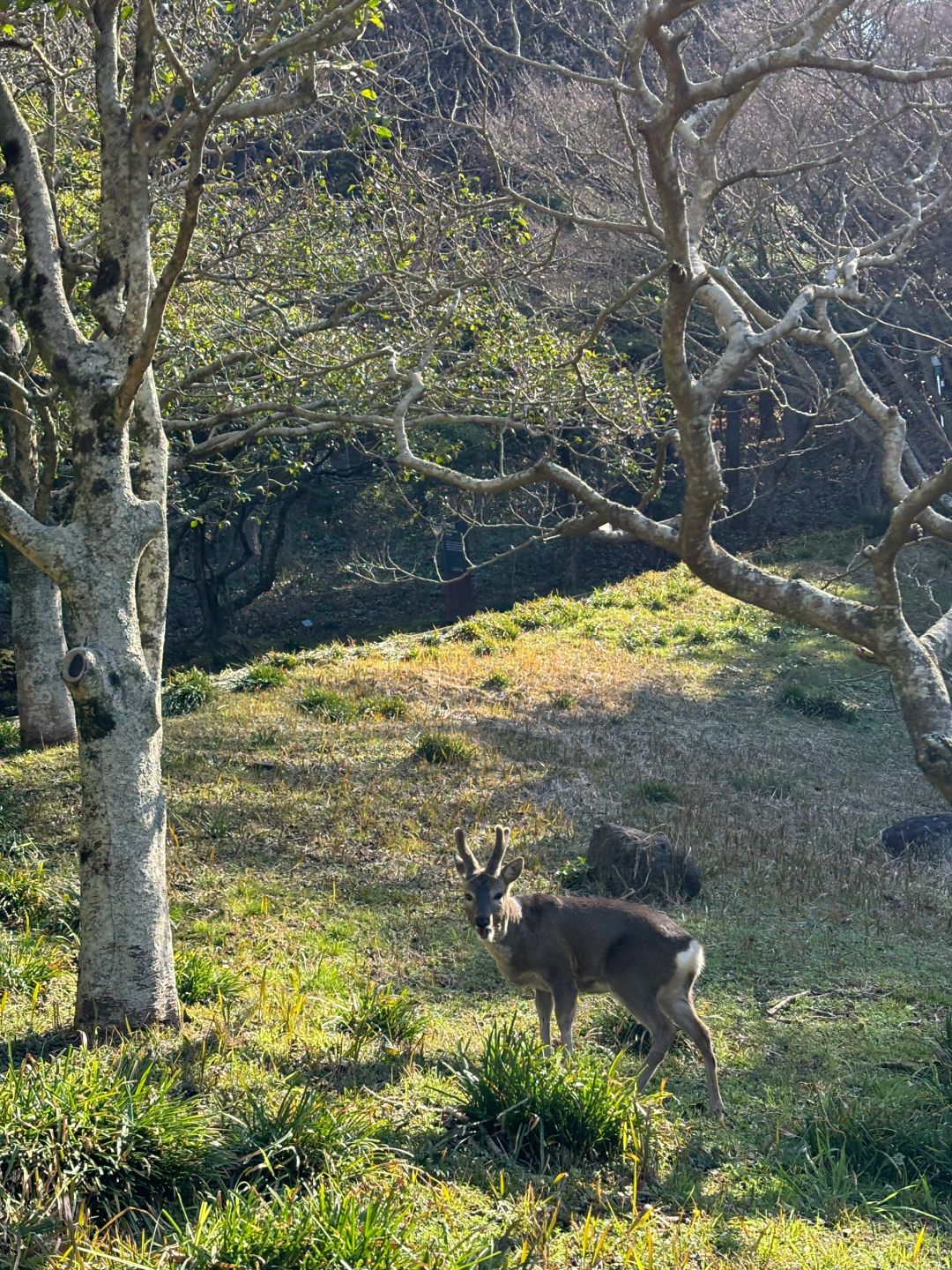 Busan/Jeju-Walking in Halla Arboretum on Jeju Island, I was lucky enough to encounter a wild deer