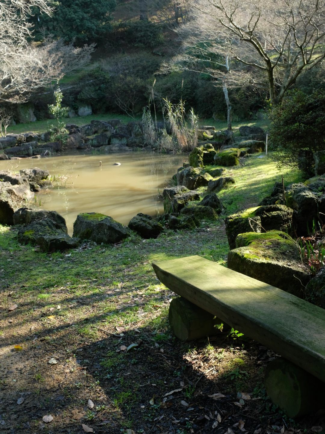 Busan/Jeju-Walking in Halla Arboretum on Jeju Island, I was lucky enough to encounter a wild deer