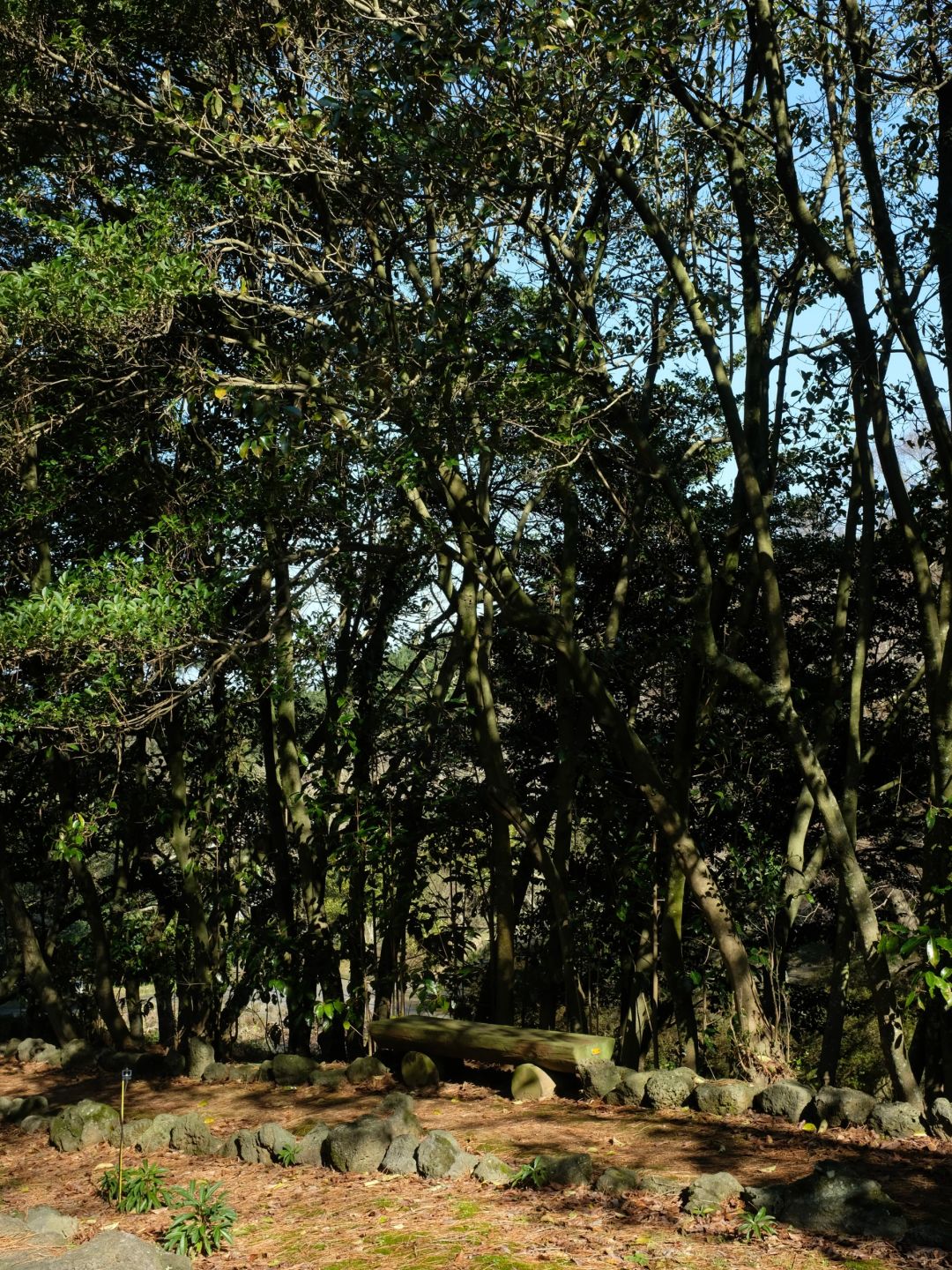 Busan/Jeju-Walking in Halla Arboretum on Jeju Island, I was lucky enough to encounter a wild deer