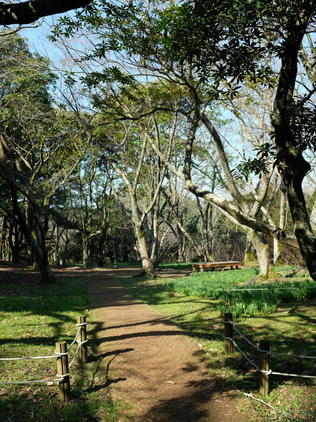 Busan/Jeju-Walking in Halla Arboretum on Jeju Island, I was lucky enough to encounter a wild deer