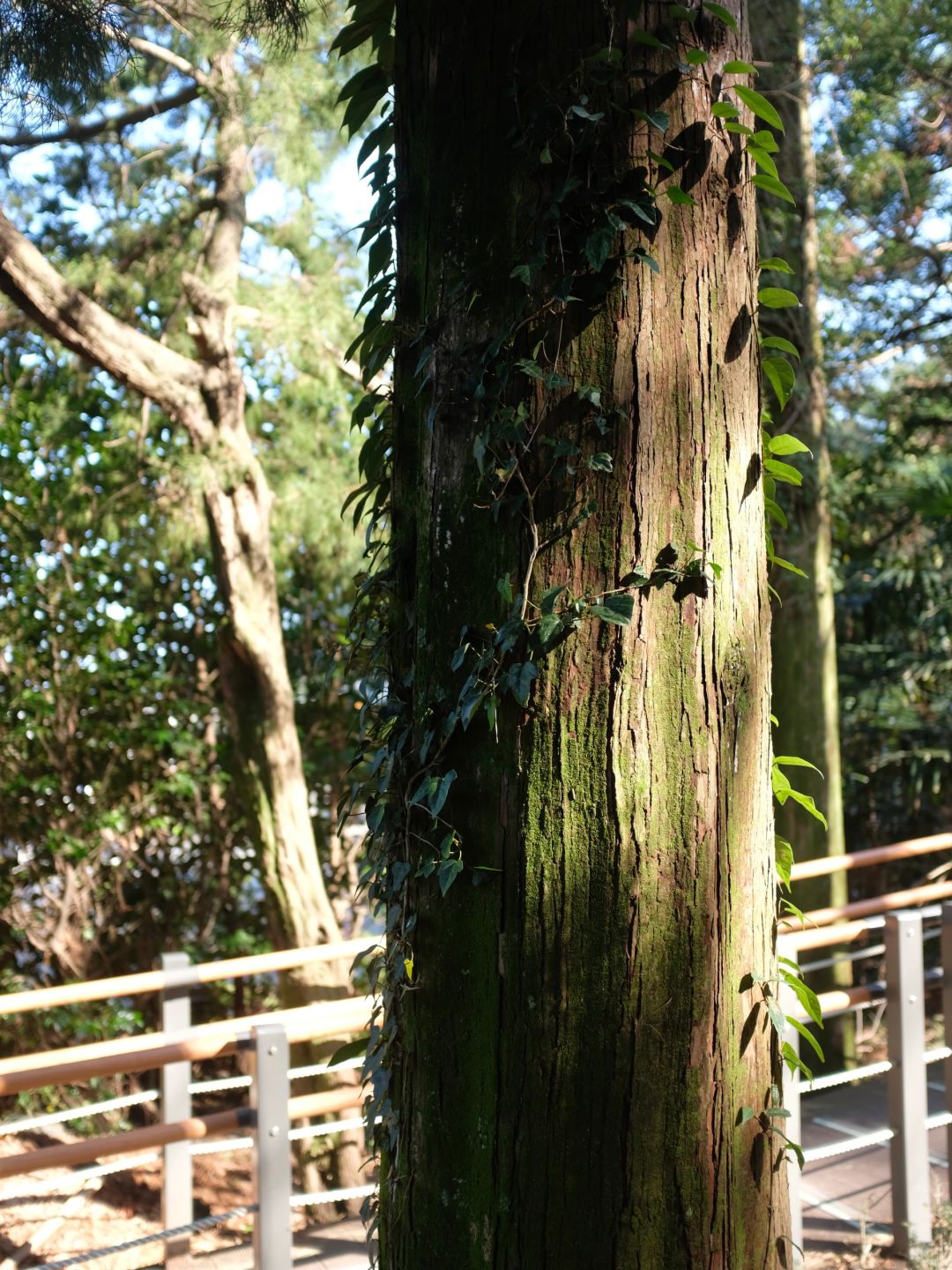 Busan/Jeju-Walking in Halla Arboretum on Jeju Island, I was lucky enough to encounter a wild deer