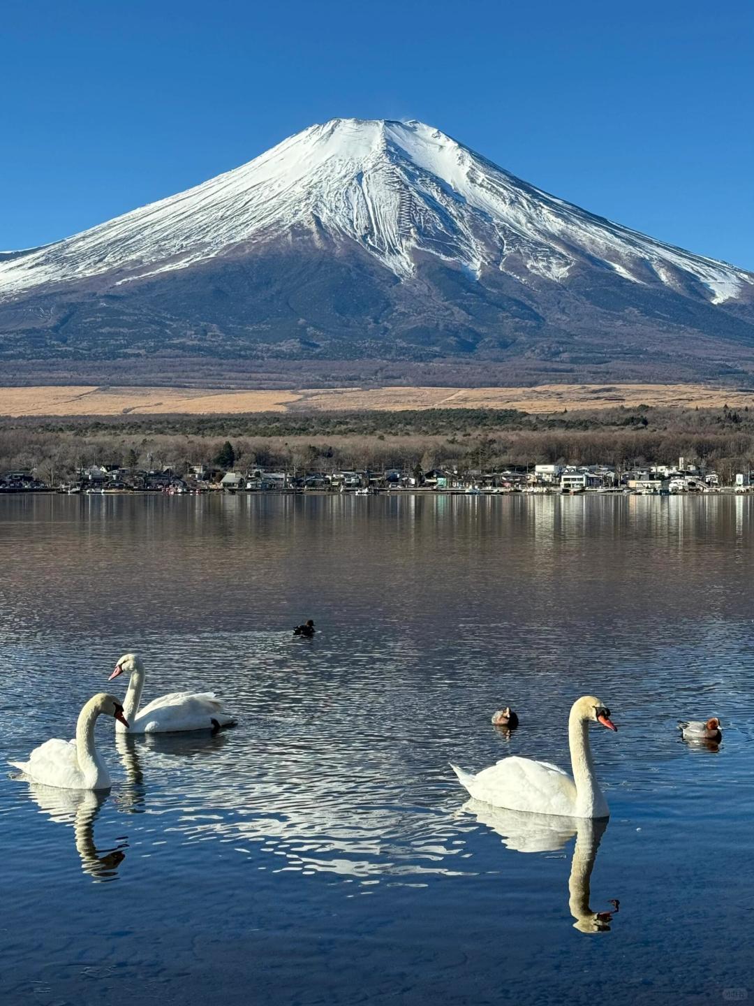 Tokyo-Traveling in Tokyo, collecting different angles of Mount Fuji, it is beautiful all year round