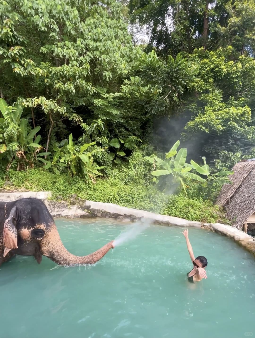 Phuket-Amazing experience in Phuket, Thailand, Feeding and bathing elephants in the rainforest