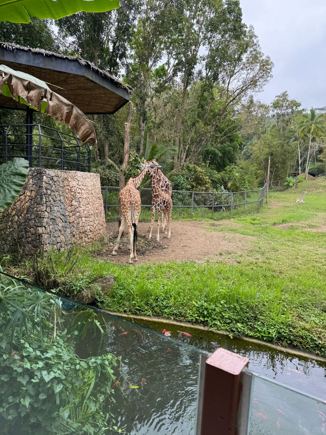 Cebu-Cebu Safari in the Philippines has many species of animals and feels very wild