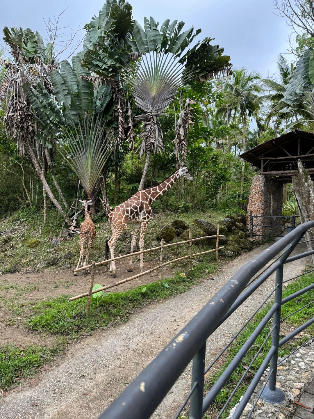 Cebu-Cebu Safari in the Philippines has many species of animals and feels very wild