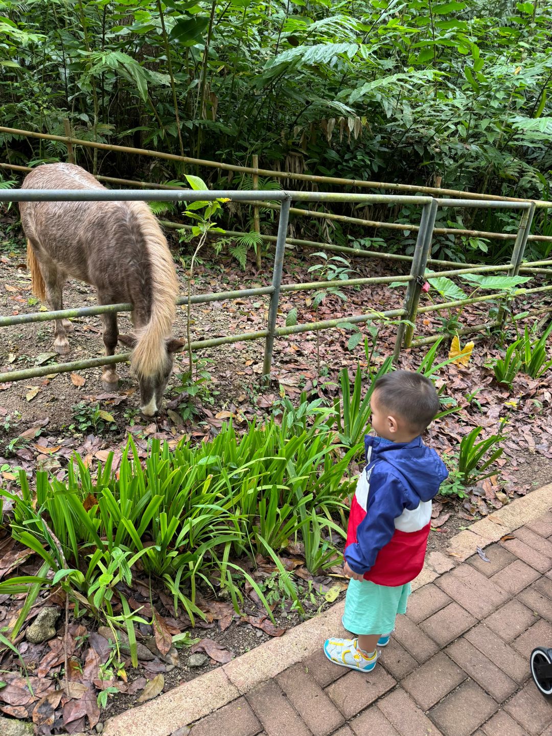 Cebu-Cebu Safari in the Philippines has many species of animals and feels very wild