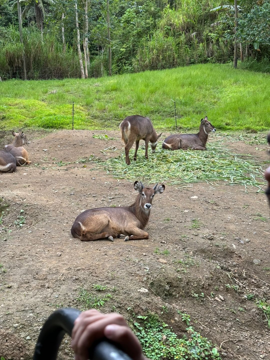 Cebu-Cebu Safari in the Philippines has many species of animals and feels very wild