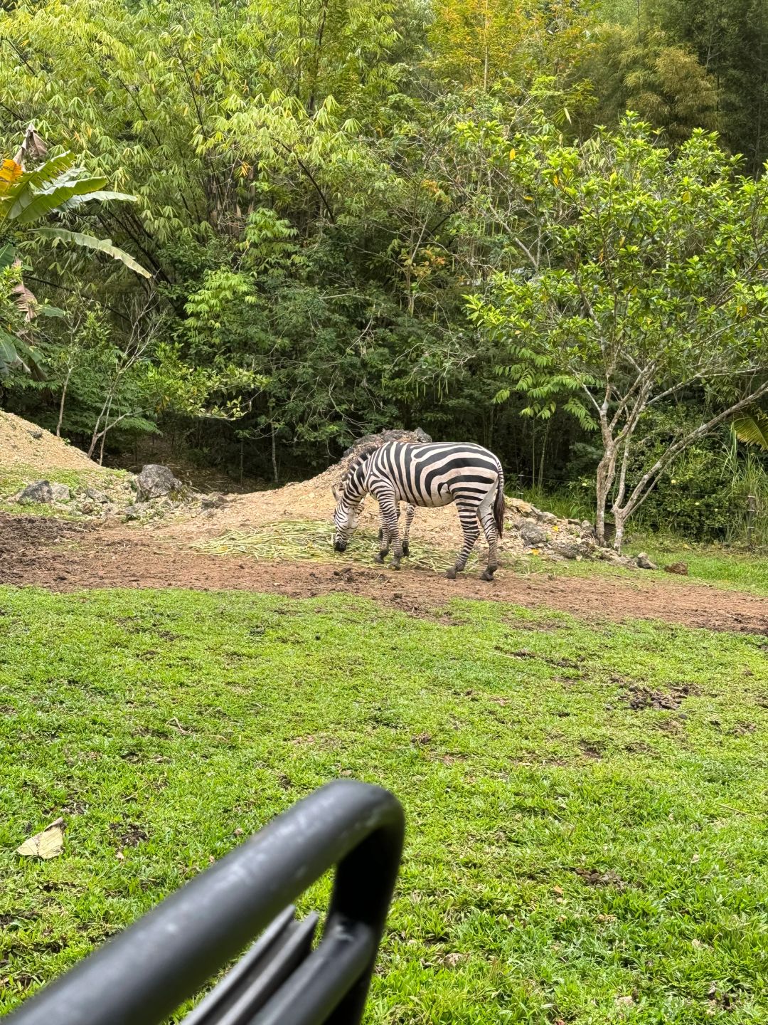 Cebu-Cebu Safari in the Philippines has many species of animals and feels very wild