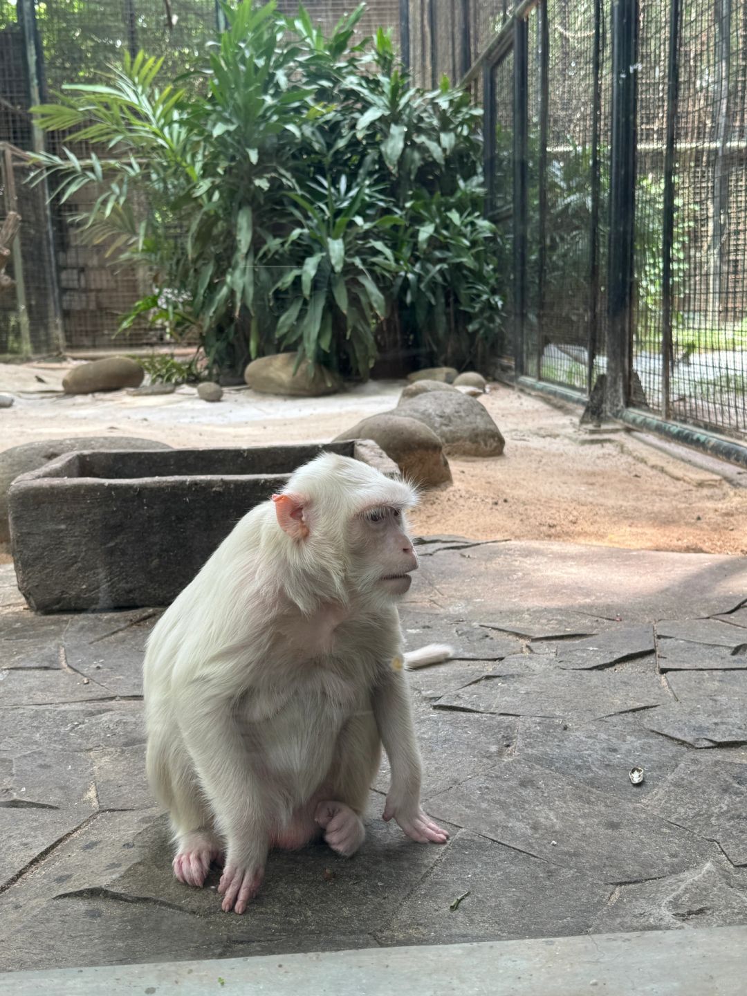 Jakarta-Ancol Zoo in Jakarta, Indonesia, 🐊where you can pet and take photos with many animals