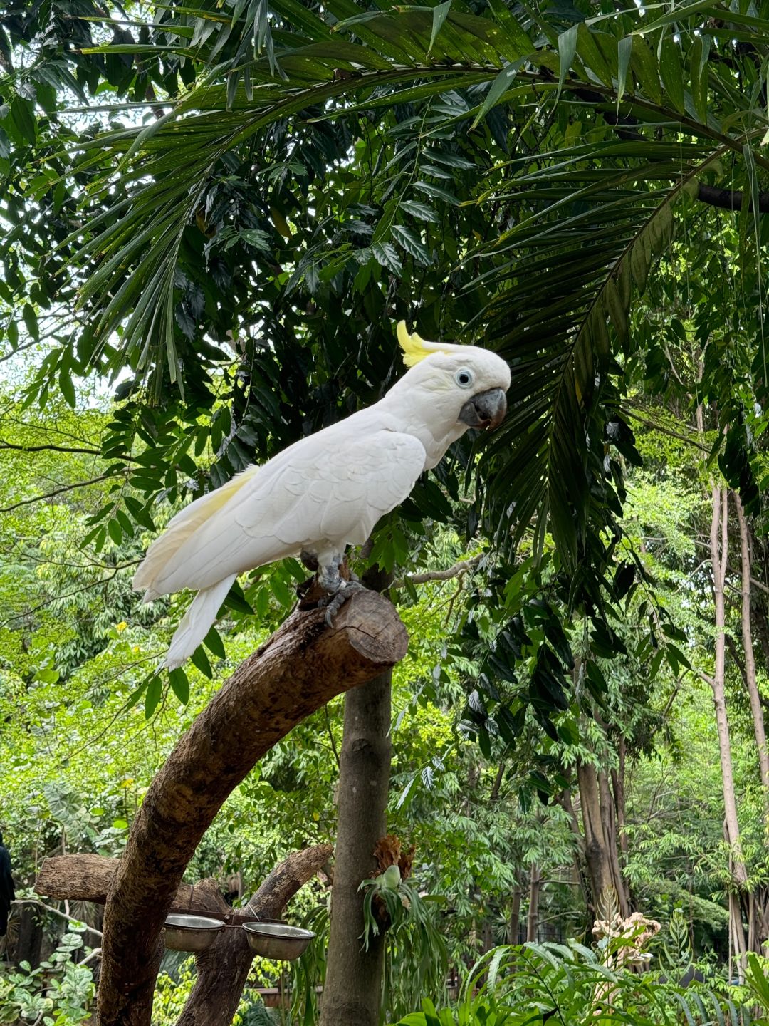 Jakarta-Ancol Zoo in Jakarta, Indonesia, 🐊where you can pet and take photos with many animals