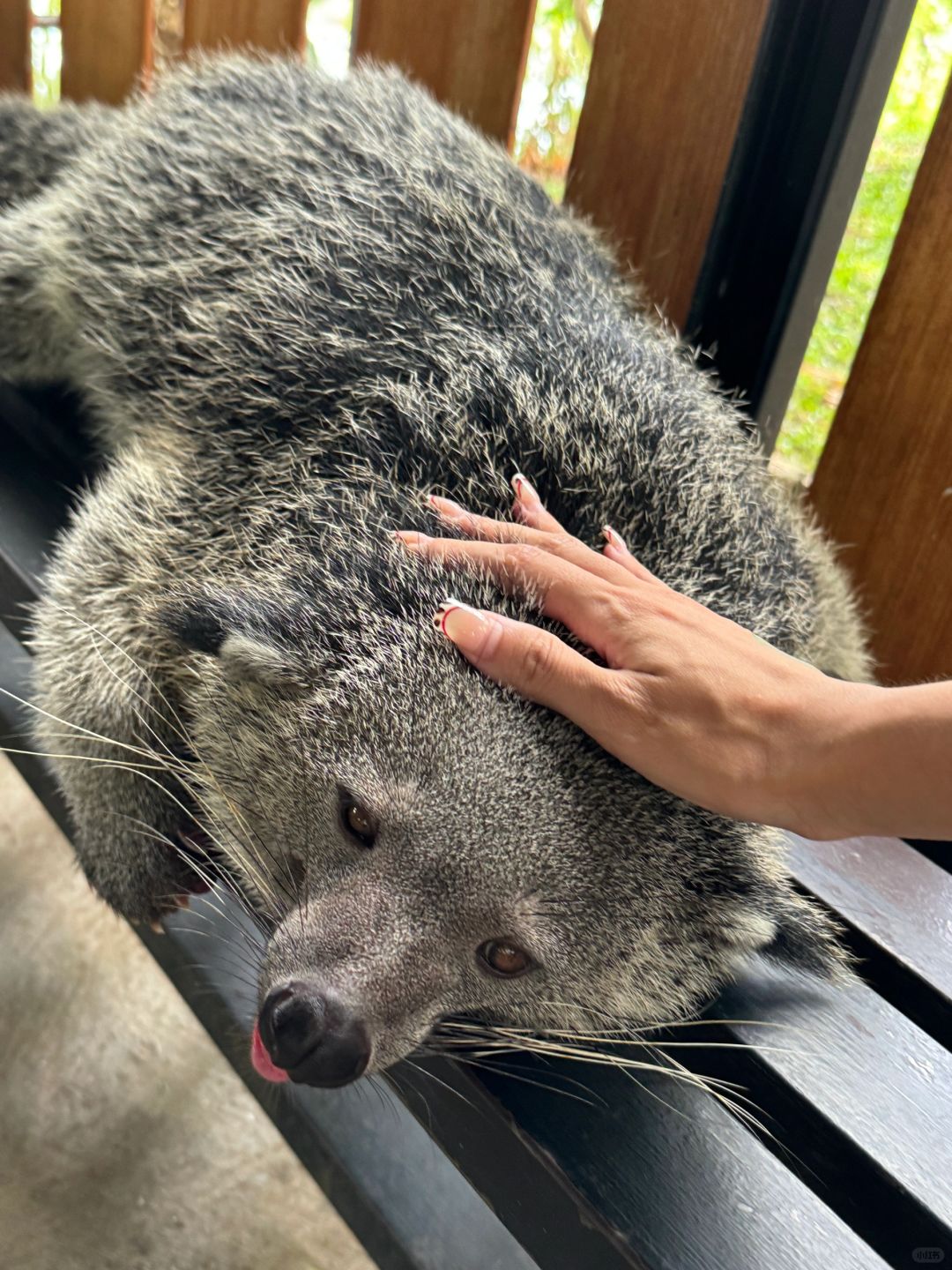 Jakarta-Ancol Zoo in Jakarta, Indonesia, 🐊where you can pet and take photos with many animals