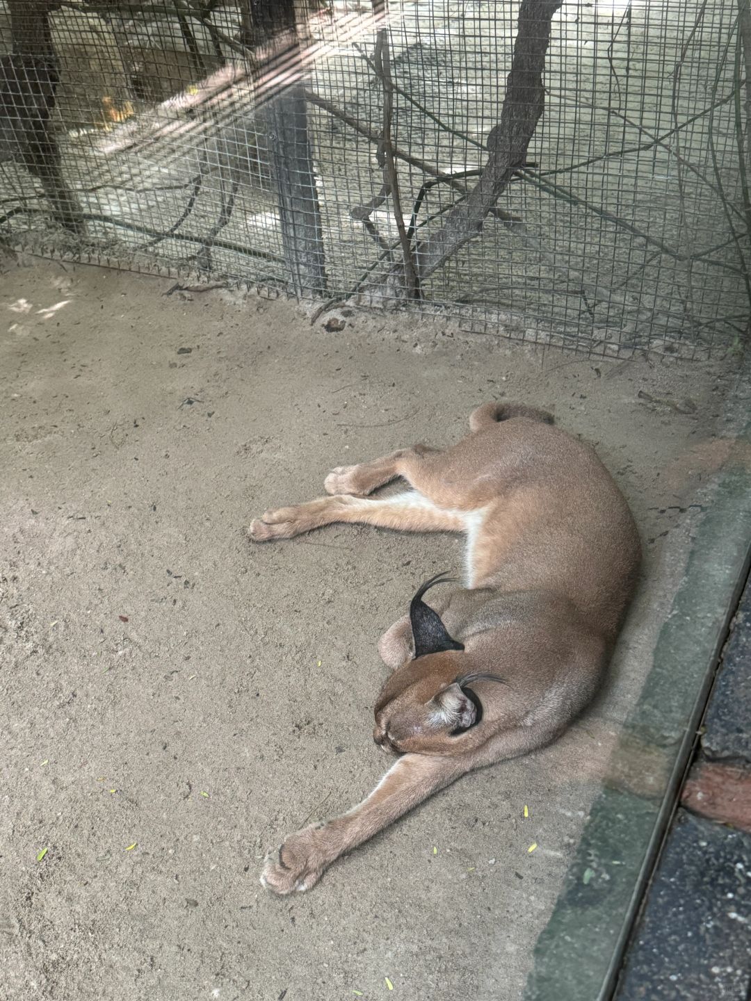 Jakarta-Ancol Zoo in Jakarta, Indonesia, 🐊where you can pet and take photos with many animals