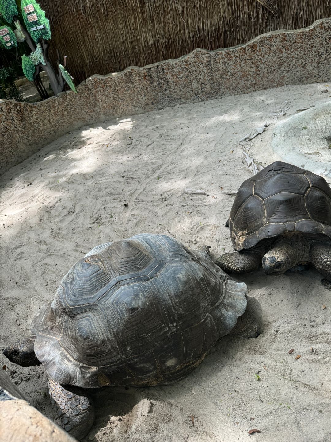 Jakarta-Ancol Zoo in Jakarta, Indonesia, 🐊where you can pet and take photos with many animals