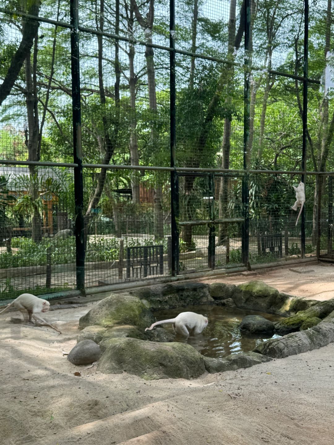 Jakarta-Ancol Zoo in Jakarta, Indonesia, 🐊where you can pet and take photos with many animals