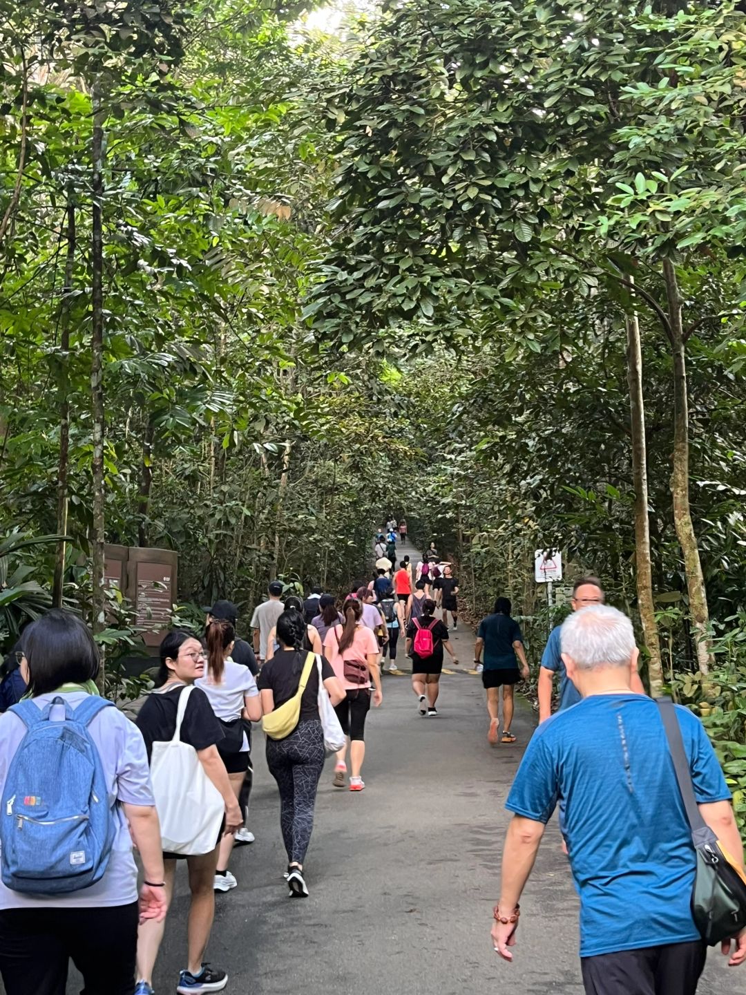 Singapore-Bukit Timah Hill | Singapore's highest mountain, fastest route to the summit