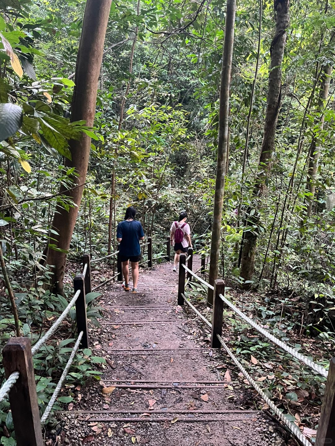 Singapore-Bukit Timah Hill | Singapore's highest mountain, fastest route to the summit