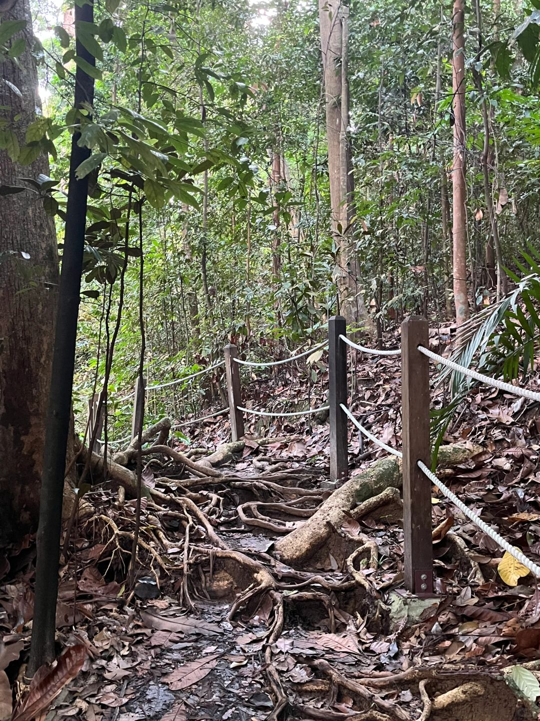 Singapore-Bukit Timah Hill | Singapore's highest mountain, fastest route to the summit