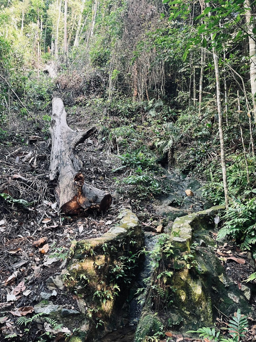 Singapore-Bukit Timah Hill | Singapore's highest mountain, fastest route to the summit