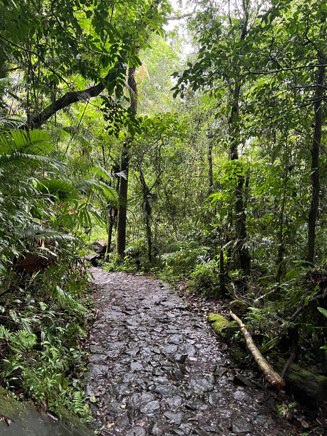 Jakarta-Hiking guide to Gede Pangrango National Park in Yogyakarta, Indonesia, challenge yourself