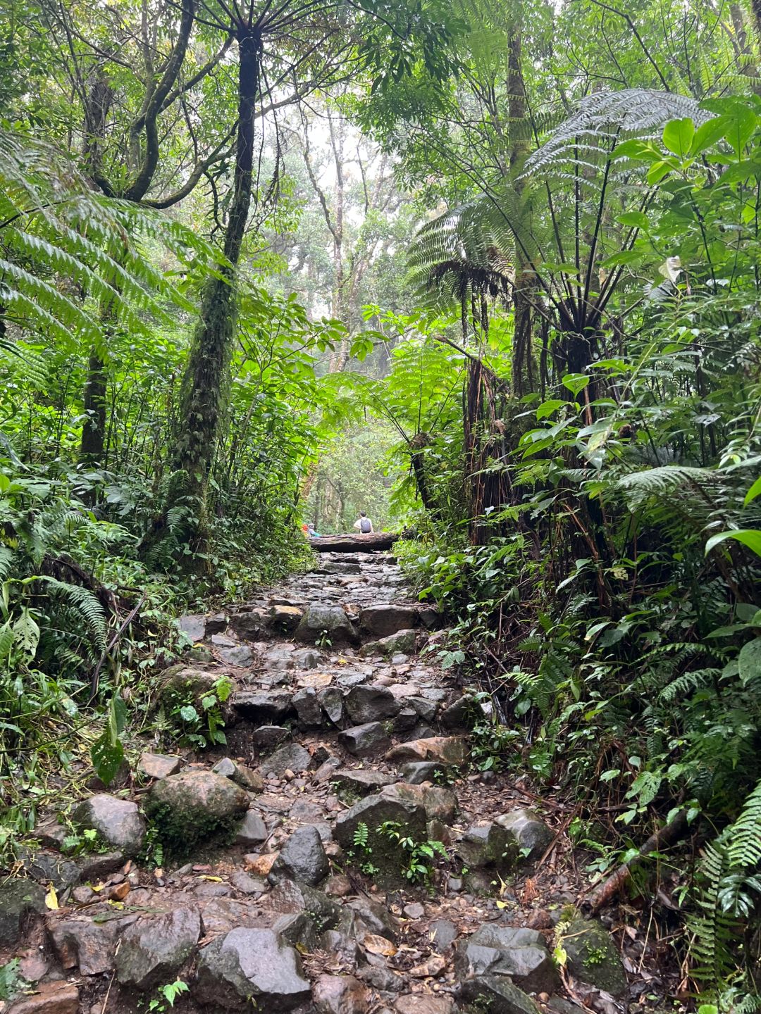 Jakarta-Hiking guide to Gede Pangrango National Park in Yogyakarta, Indonesia, challenge yourself