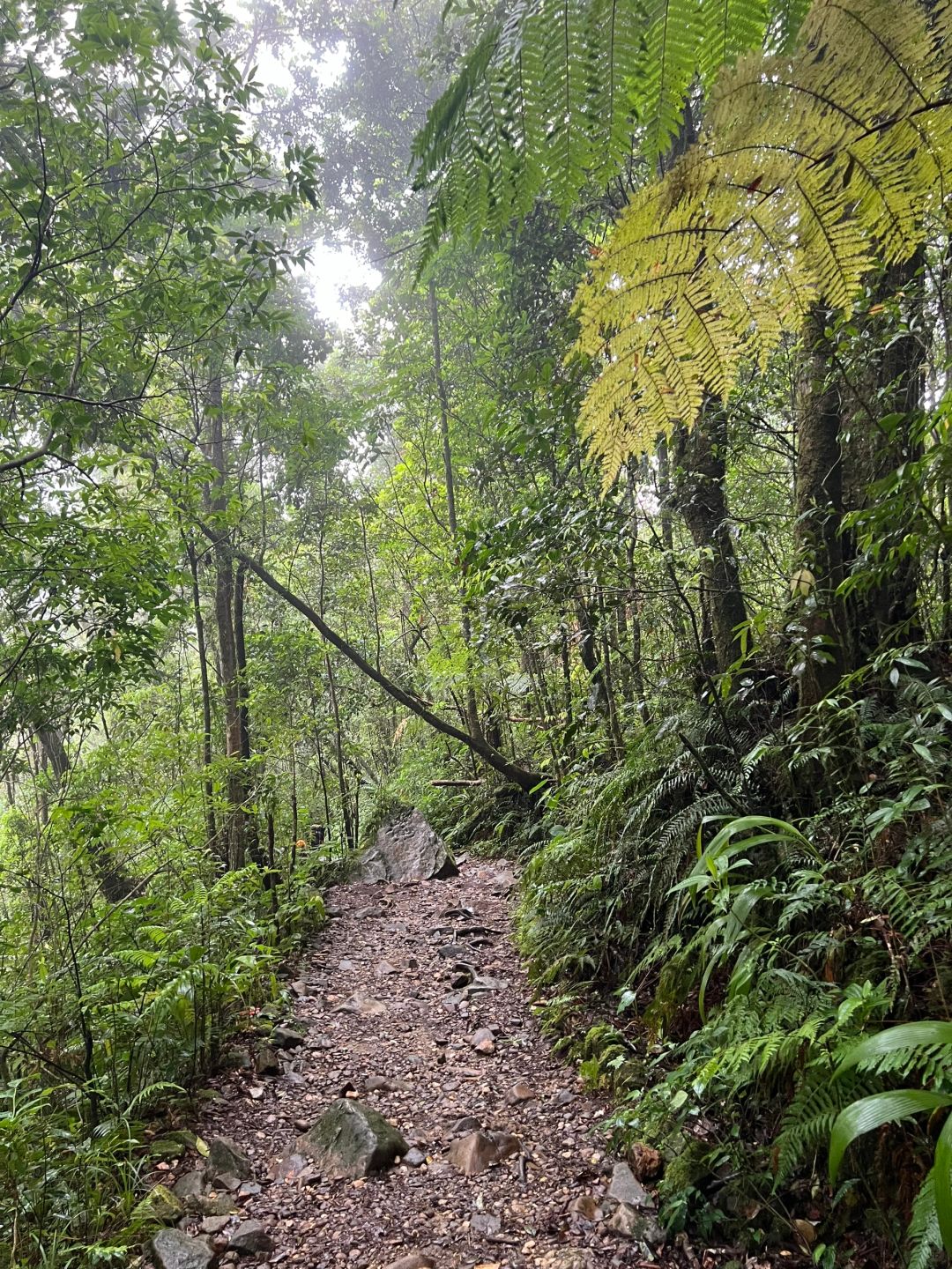 Jakarta-Hiking guide to Gede Pangrango National Park in Yogyakarta, Indonesia, challenge yourself