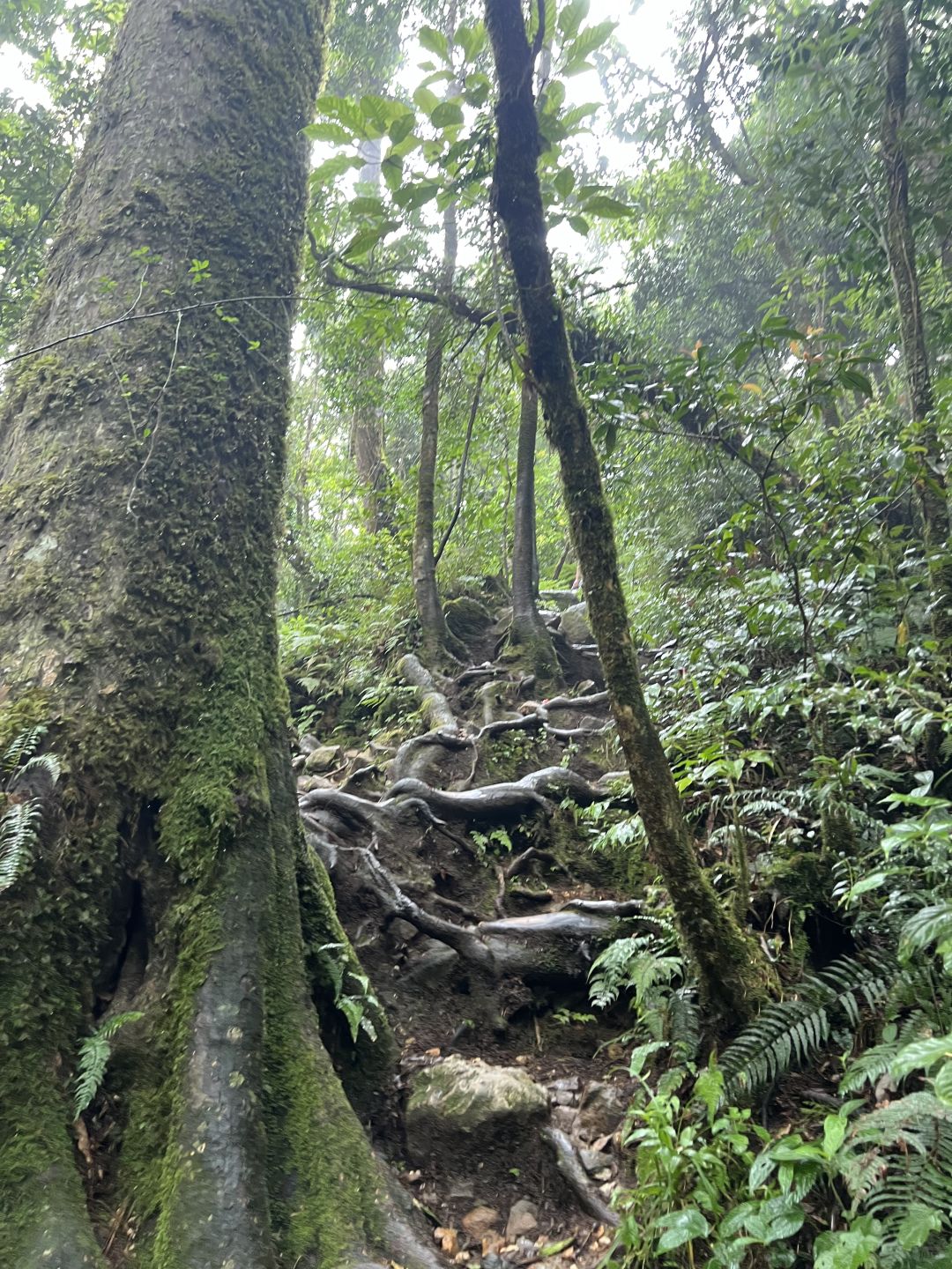 Jakarta-Hiking guide to Gede Pangrango National Park in Yogyakarta, Indonesia, challenge yourself