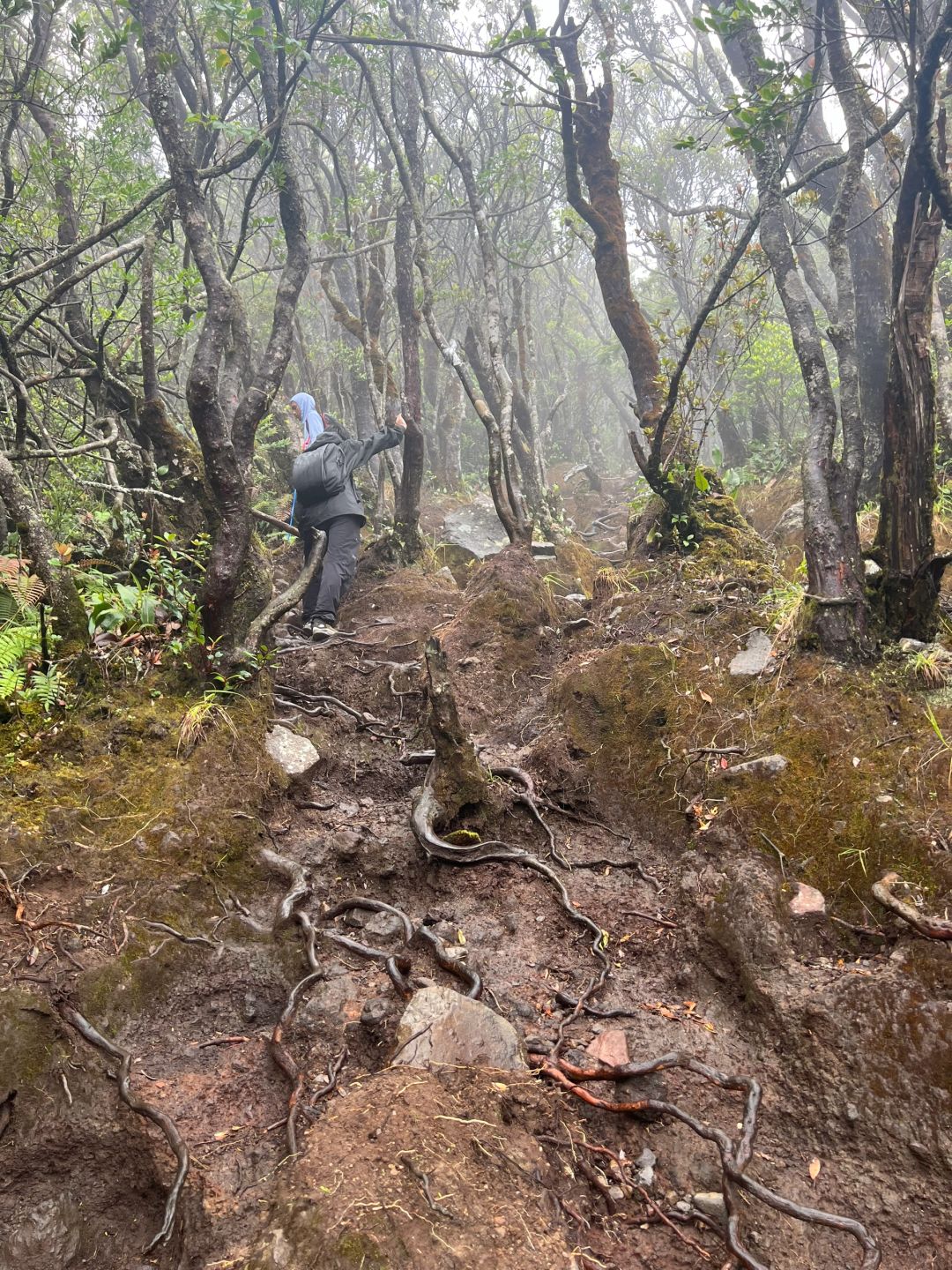 Jakarta-Hiking guide to Gede Pangrango National Park in Yogyakarta, Indonesia, challenge yourself