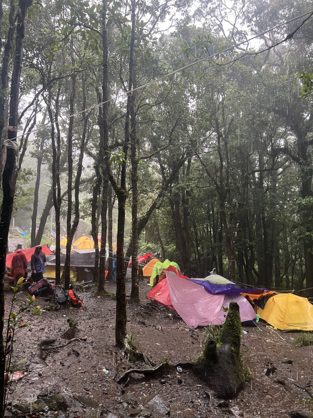 Jakarta-Hiking guide to Gede Pangrango National Park in Yogyakarta, Indonesia, challenge yourself