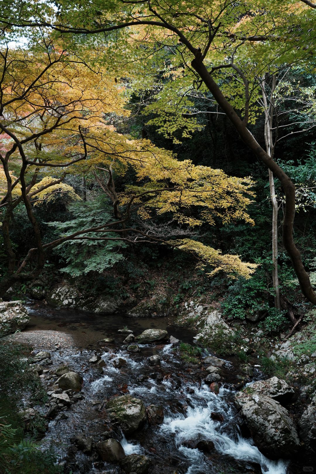 Osaka-Osaka Minoh Park, 🎄the beautiful scenery along the way is a feast for the eyes