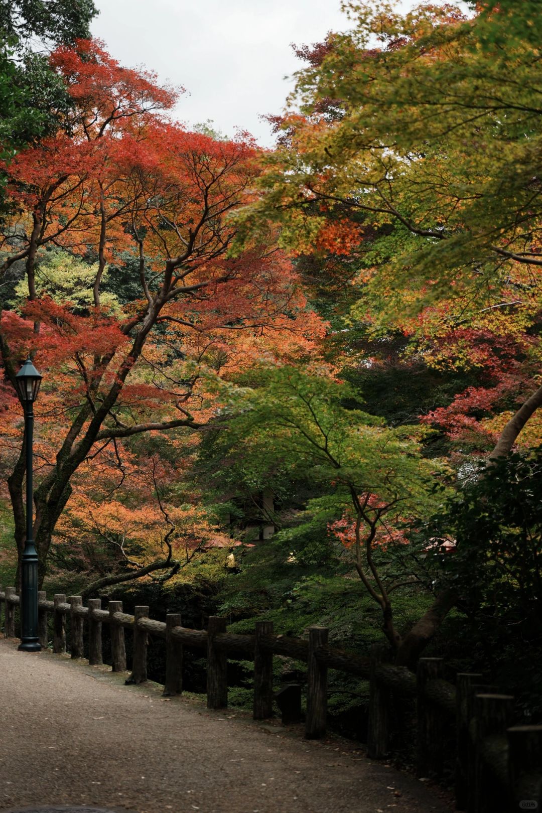 Osaka-Osaka Minoh Park, 🎄the beautiful scenery along the way is a feast for the eyes