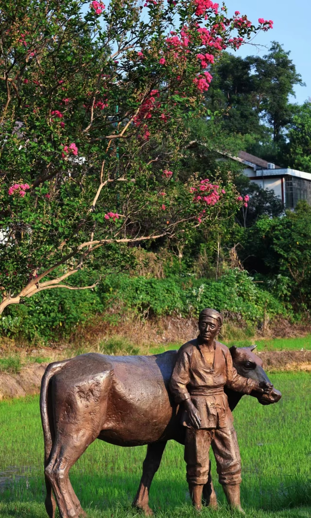 Changsha-Yiyang, Hunan, is known as the "hometown of Chinese black tea" and embodies the art of flowers and tea!