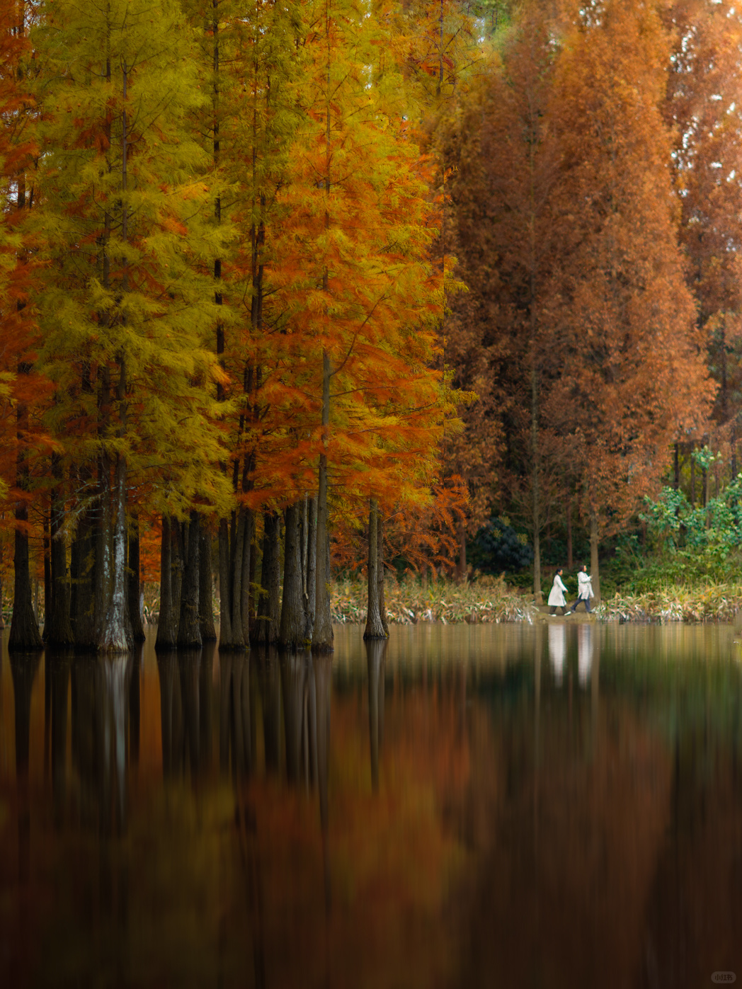 Chengdu/Chongqing-Chengdu Bailuwan Wetland Park, with colorful trees in the lake!