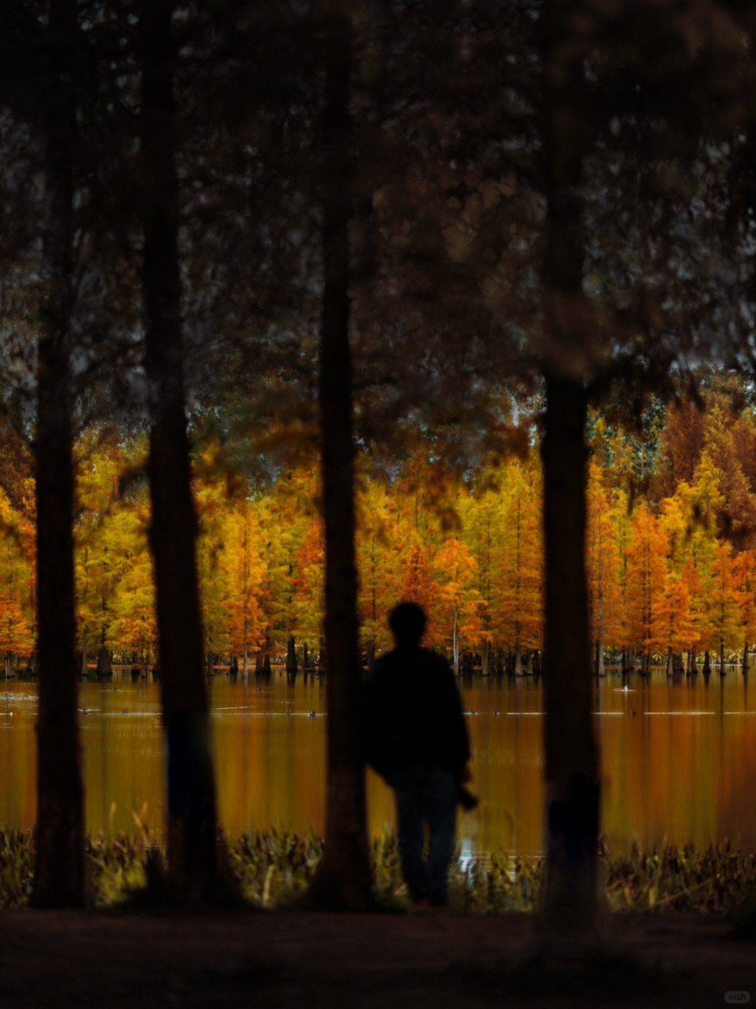 Chengdu/Chongqing-Chengdu Bailuwan Wetland Park, with colorful trees in the lake!